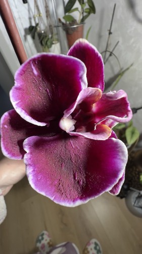 Phalaenopsis orchidee chiada - phalaenopsis,