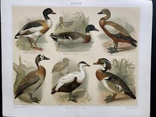antike Grafik Fauna: Enten