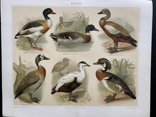 Antike grafik fauna - grafik, fauna: