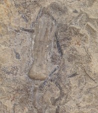 Crinoide, Phanocrinus
