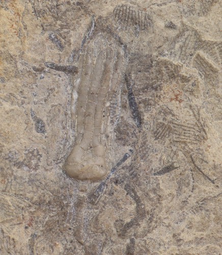 Crinoide phanocrinus - crinoide,,