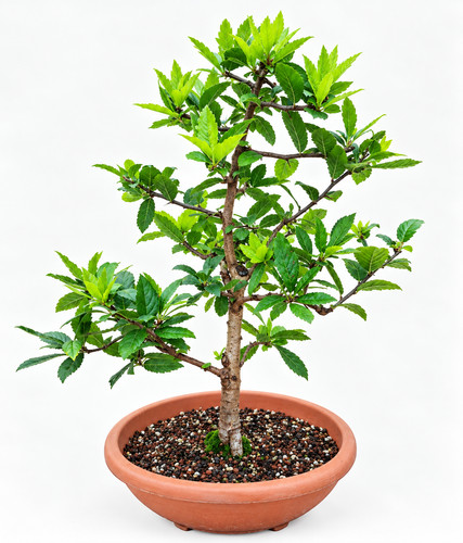 Bonsai outdoor mispel - outdoor,