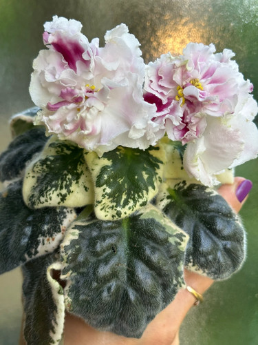 African violet nowogodnjya - african, violet(ek-nowogodnjya