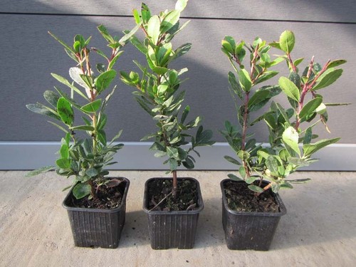 Arbutus unedo westl - arbutus,