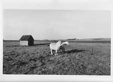 AGRARLANDSCHAFTEN VINTAGE Photographie HEINRICH RIEBESEHL signiert Düsselburg