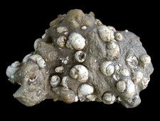 Miozän Schaustufe mit