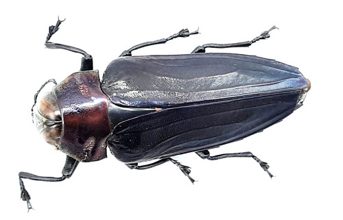 Buprestidae belionota - buprestidae,,