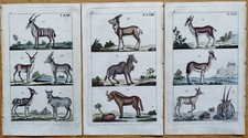 Antilopen 3 Kupferstiche - Wilhelm Naturgeschichte - 1800 (B)