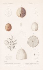 Seeigel Echinoneus sea urchin