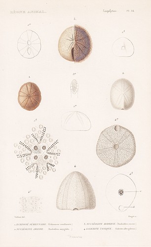 Seeigel echinoneus sea urchin - seeigel,