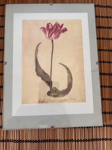 Botanischer kunstdruck - botanischer, im