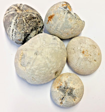 Seeigel Fossilien 5 riesen