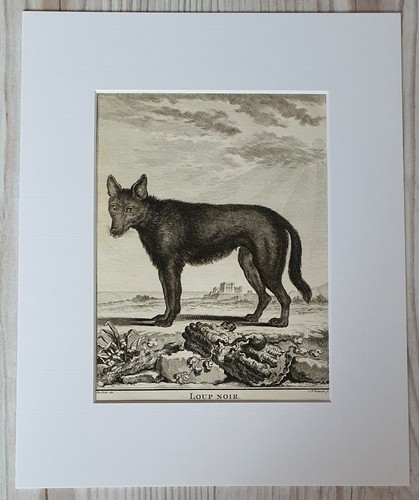 Antiker kupferstich wolf - antiker,