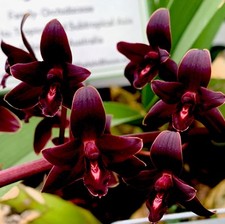 Cymbidium Black Pearl Select Kräftige Pflanze Orchidee Orchideen Epidendrum