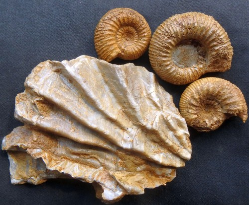 Fossilien ammonit jura dogger - jura,