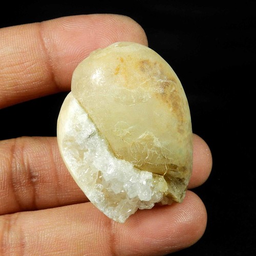 Natürliche schnecke fossil - natürliche,