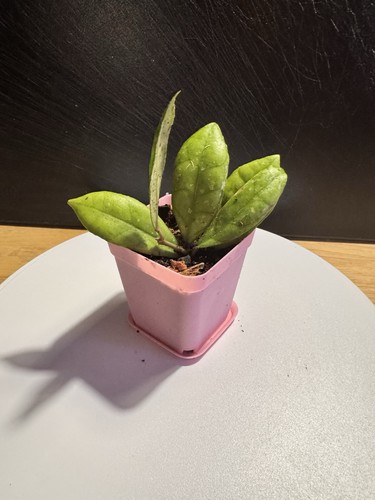 Hoya finlaysonii pot - finlaysonii, 3’