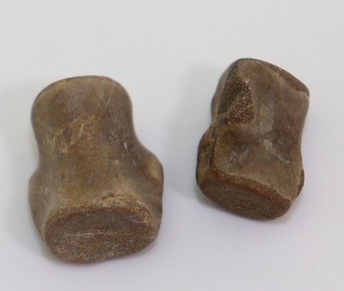 Wirbel nothosaurus sp - wirbel,,