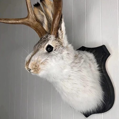 Schakalope hasenkopf - schakalope,