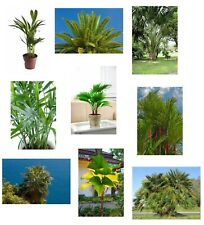 SAMEN z.T. winterharte Palmen Samen 9 Sorten Wintergarten Terrasse Balkon Zimmer
