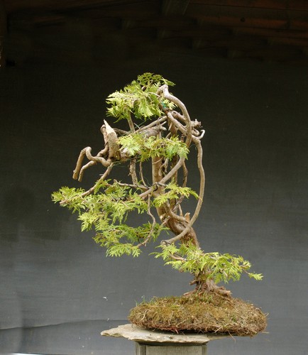 Bonsai outdoor winterhart