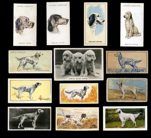English setter gun dog - gun, vintage