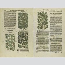 Jakobus theodorus - jakobus,