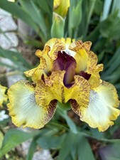 Zwergschwertlilie orchid flair