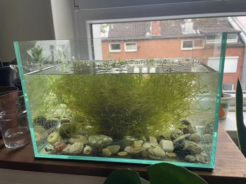 Viala aquarium 20x30xcm echtes - viala,