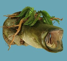 Präparat Fischpräparat Wels (Siluro)