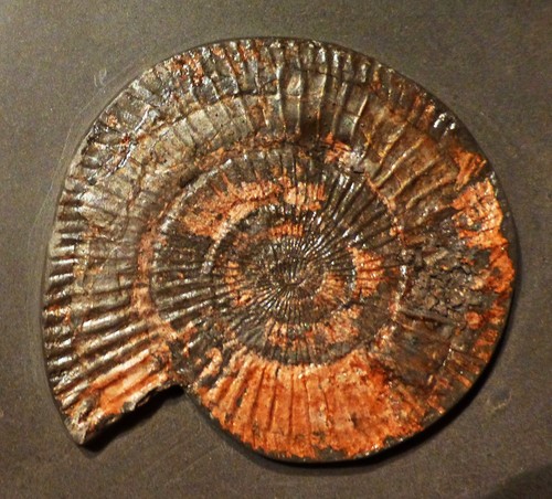 Ammoniten platte mit - ammoniten-platte,