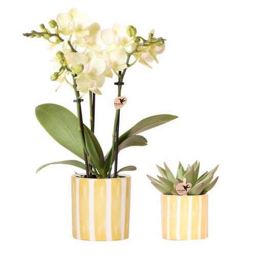 Phalaenopsis orchidee gelb - orchidee,