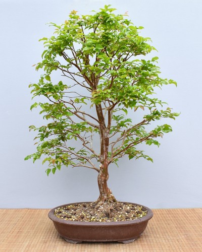 Bonsai indoor - bonsai,