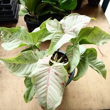 Syngonium milk confetti  in 4