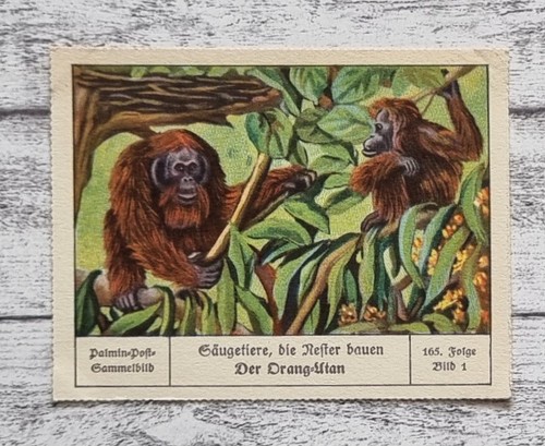 Orang utan säugetiere - säugetiere, nester