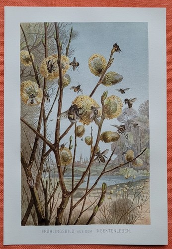 Frühlingsbild aus dem
