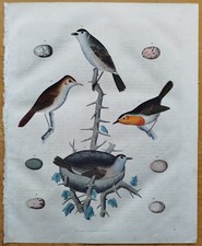 Singvögel buch der welt - singvögel,