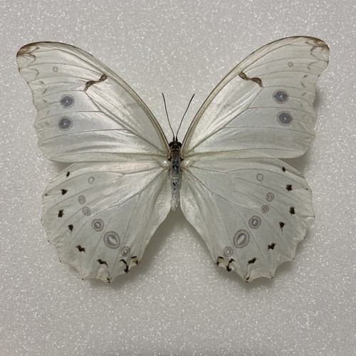 Entomologie*Morpho