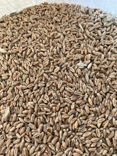 Getreide weizen - getreide,