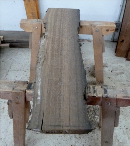 Mooreiche moorholz - mooreiche,