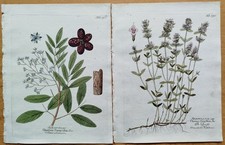 4 Drucke Aristolochia Senna