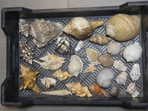 Riesiges konvolut muscheln - riesiges,
