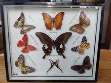 Sammlung präparierter