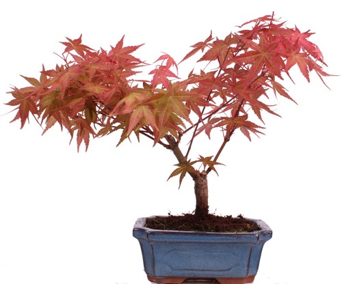 Bonsai acer palmatum deshojo - -,