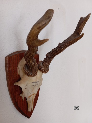 Rehbock trophäe auf - , (auf