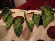 Je 3 Blätter der Kaktusfeige (Kaktus) ohne Wurzeln (Stecklinge)