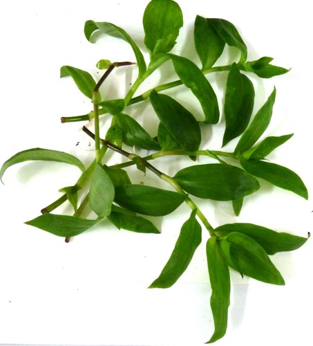 Tradescantia 5 ableger - tradescantia,