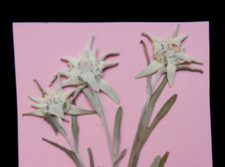 3x echtes Edelweiß ,gepreßt