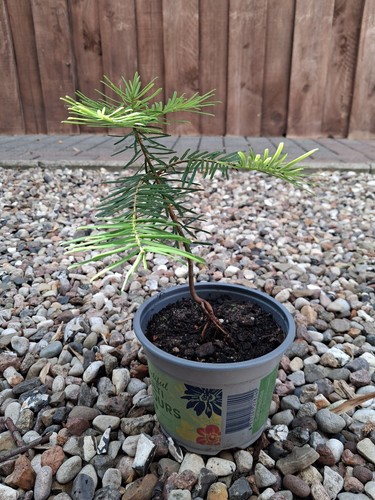 Colorado tanne abies - colorado-tanne,,