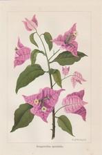 Bougainvillea spectabilis